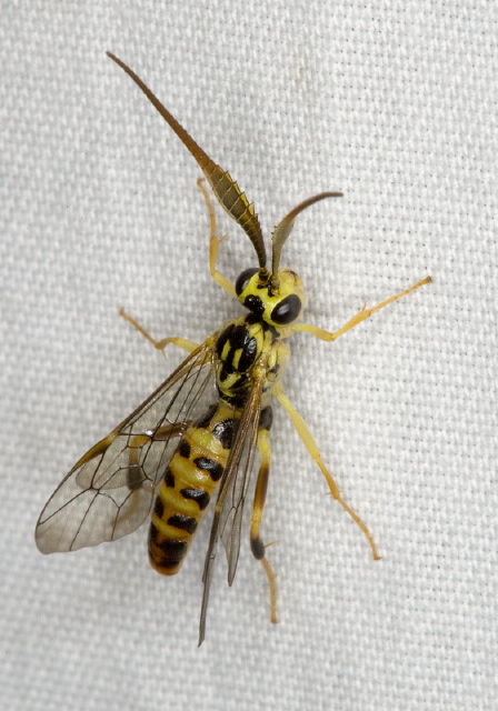 Euceros sp. Ichneumonidae